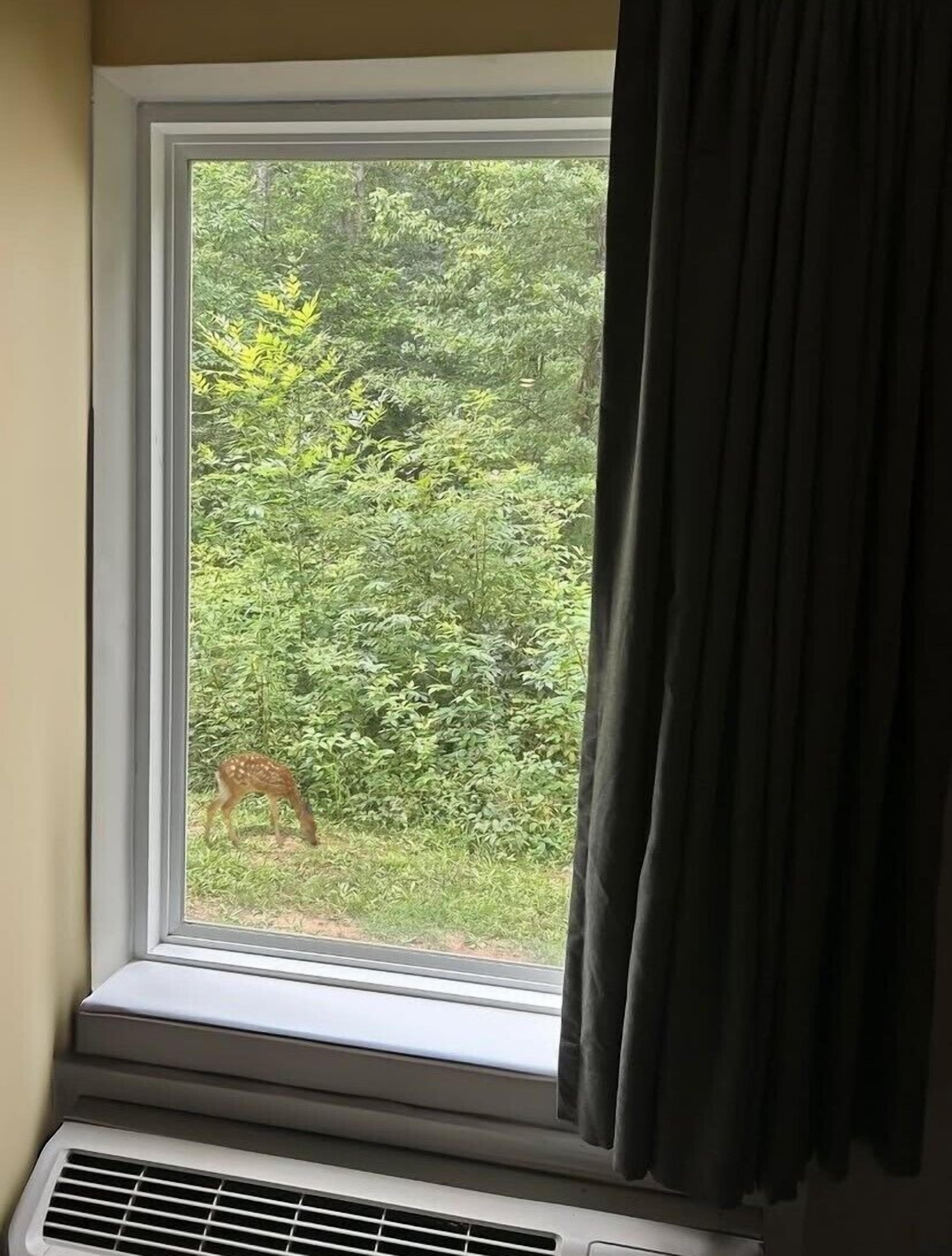 Vista desde la habitación