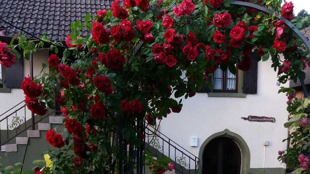 Un bâtiment sur lequel on peut lire l’inscription « Tenenvierung », et un arc orné de roses qui mène à un escalier.