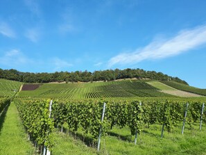 Miscellaneous - Pinot Blanc (DZ) - Weinlodge am Geissberg (Eberstadt)