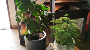 Un escalier avec une rampe en métal, une plante en pot aux grandes feuilles et une petite table sur laquelle est posé un objet décoratif.
