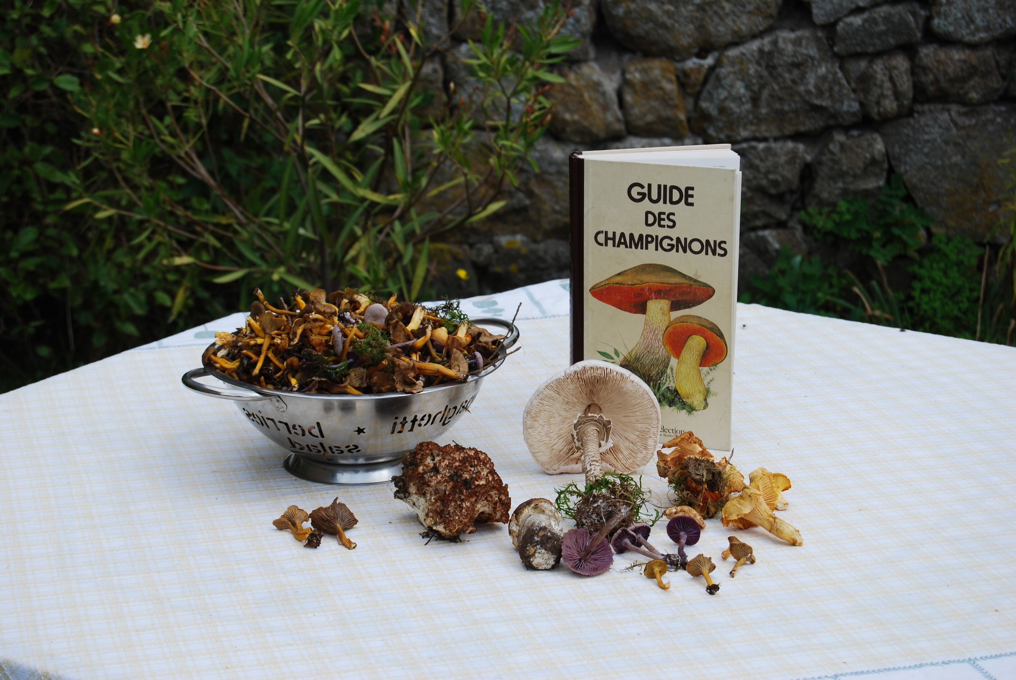 Une table sur laquelle se trouve un bol en métal contenant des champignons, un livre intitulé « GUIDE DES CHAMPIGNONS », ainsi que divers champignons et différentes parties de champignons.