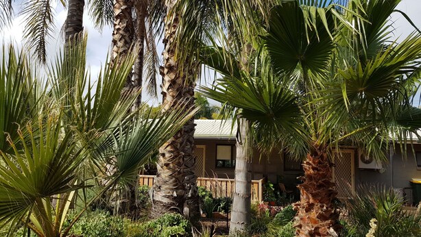 A tropical garden with palm trees and various plants.
