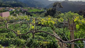 A vineyard with rows of grapevines and a distant view of a valley with houses and mountains.