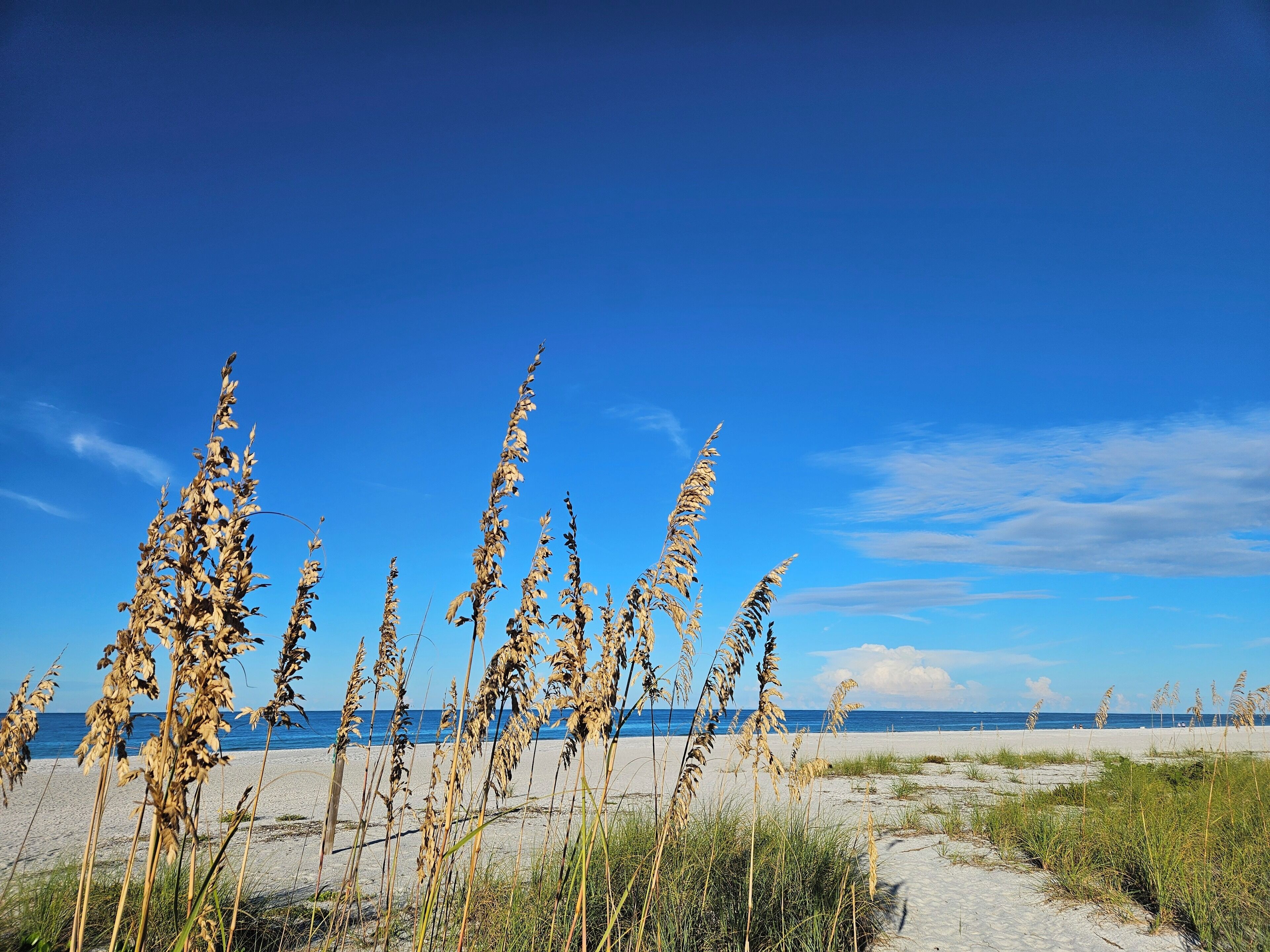 A beach with tall grasses and a clear blue sky.