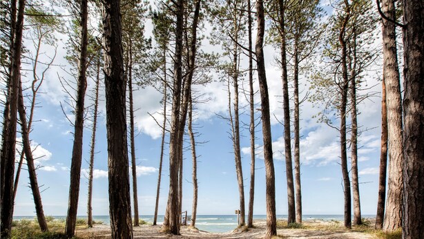 Une plage bordée de grands pins et offrant une vue dégagée sur l’océan.