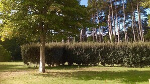 A park with a large tree, a hedge, and tall trees in the background. - Welcome to Rue des oiseaux (Névez)