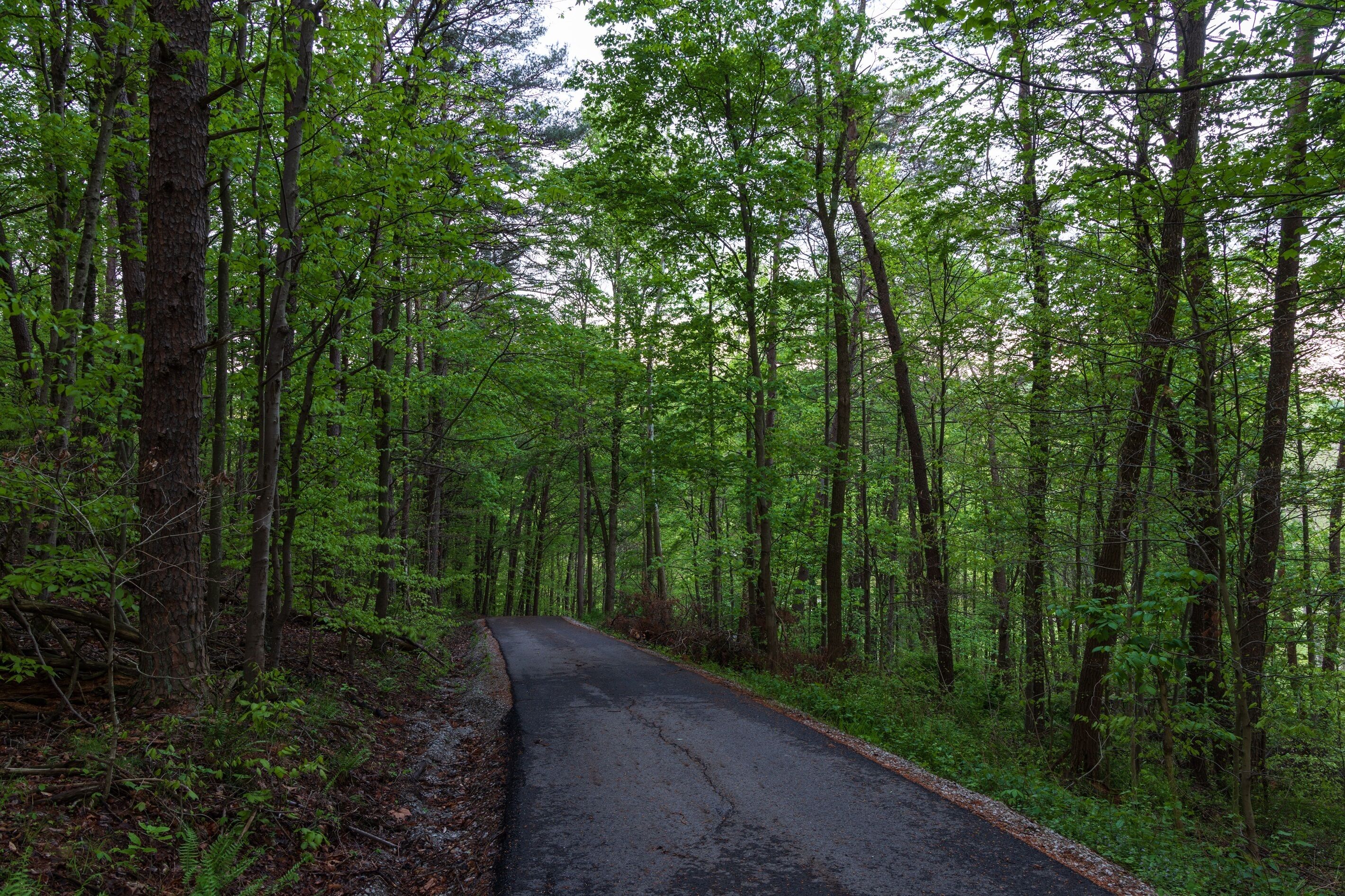 Un chemin bordé d’arbres, traversant une forêt dense, avec un sentier bien dégagé.
