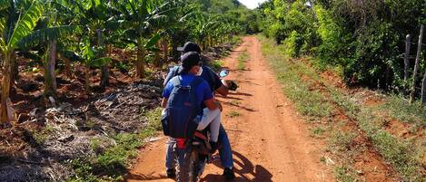 A dirt path flanked by banana plants and trees, leading through a rural area.
