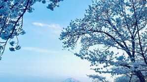 A view of Mount Fuji with cherry blossoms in the foreground.