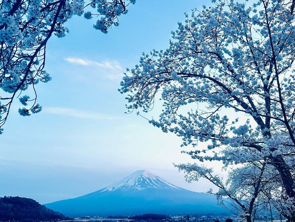 Vista del monte Fuji con cerezos en primer plano.