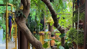 A lush indoor garden with a large tree, potted plants, and a yellow gate. - Baan Baramee House (Chiang Rai)