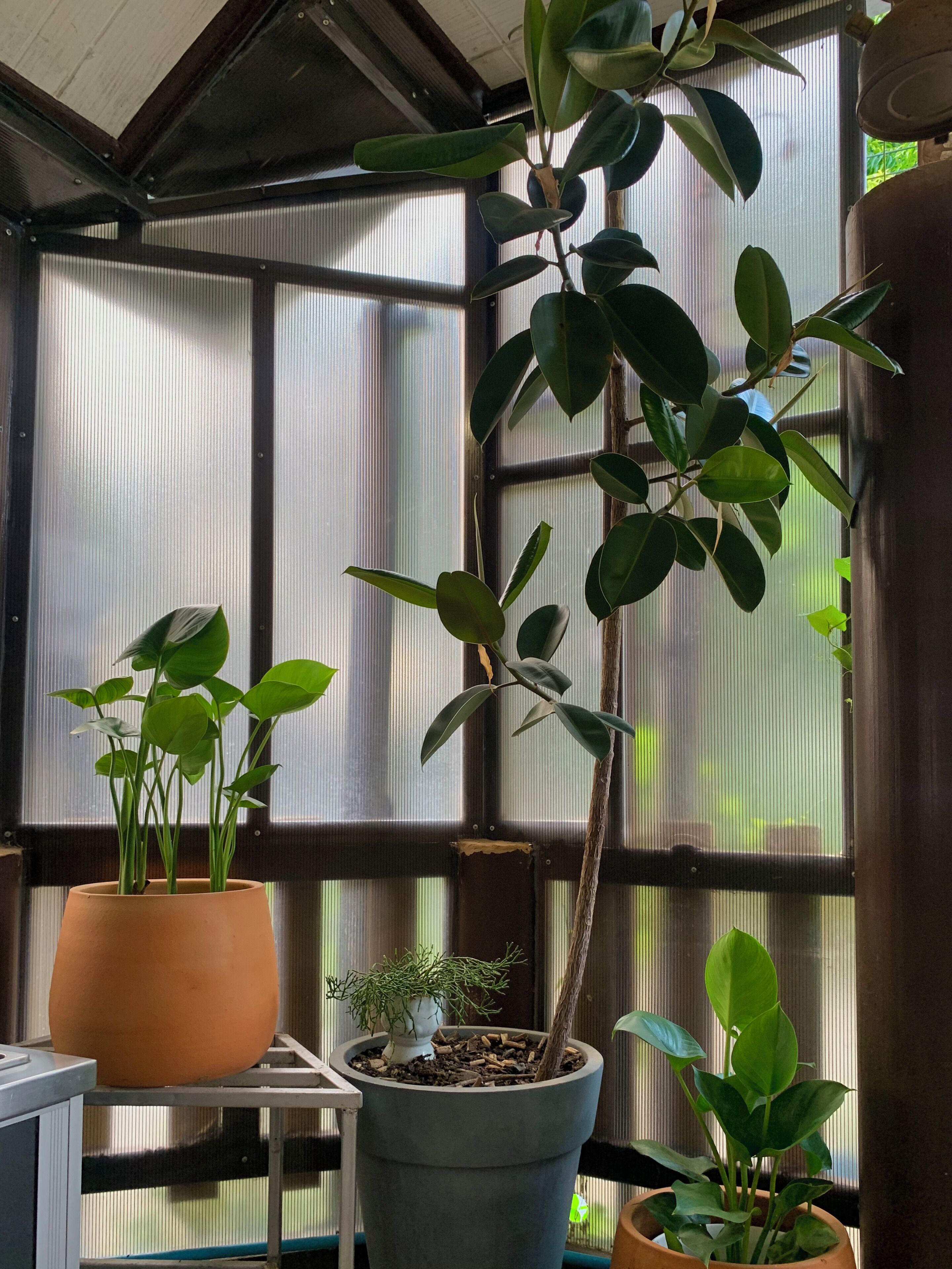 Un invernadero con diversas plantas en macetas, incluyendo una planta alta con tronco delgado y hojas anchas.