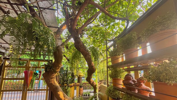 A lush indoor garden with a variety of potted plants and a large tree. - Baan Baramee House (Chiang Rai)