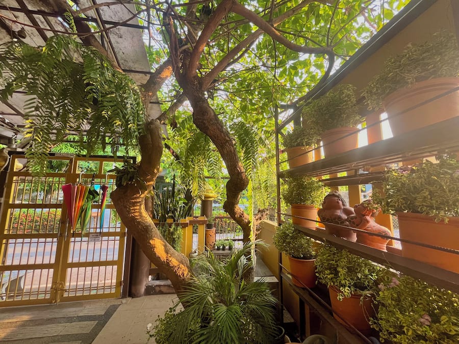 Un exuberante jardín interior con diversas plantas en macetas y un gran árbol.