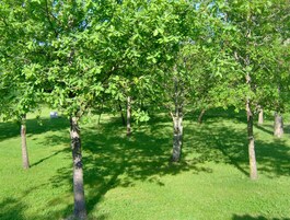 Habitación, 1 habitación, accesible para personas con discapacidad, fumadores | Jardines del alojamiento