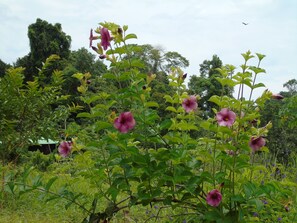 Property grounds - Hotel El Tesoro de Sir, Drake Bay (Drake Bay)