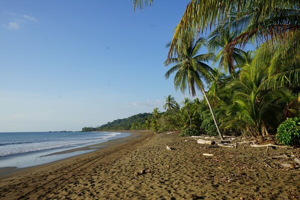 Beach - Hotel El Tesoro de Sir, Drake Bay (Drake Bay)