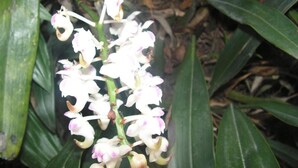Unclassified image, 5 of 22, button - Troya Home Stay - Not a Hotel Stay in a Home (Shillong)