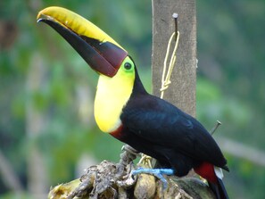 Food and drink - Hotel El Tesoro de Sir, Drake Bay (Drake Bay)