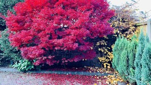 A garden with a prominent red tree, a brick pathway, and various other plants. - Ideal for Alton Towers, Staffordshire and The Peak District (Stoke-on-Trent)