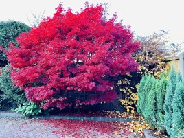 House, 4 Bedrooms, Patio, Garden View | Property grounds