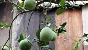 A tree with green fruit hanging from its branches.