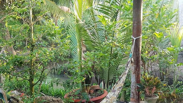 Una hamaca en un jardín exuberante con diversas plantas y un suelo de baldosas.
