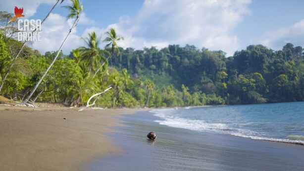 Una spiaggia con un'amigdala sulla sabbia, palme e una foresta sullo sfondo.