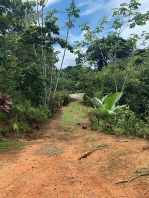 A dirt path surrounded by dense greenery and trees. - Room-villa With Primary Forest View (Drake Bay)