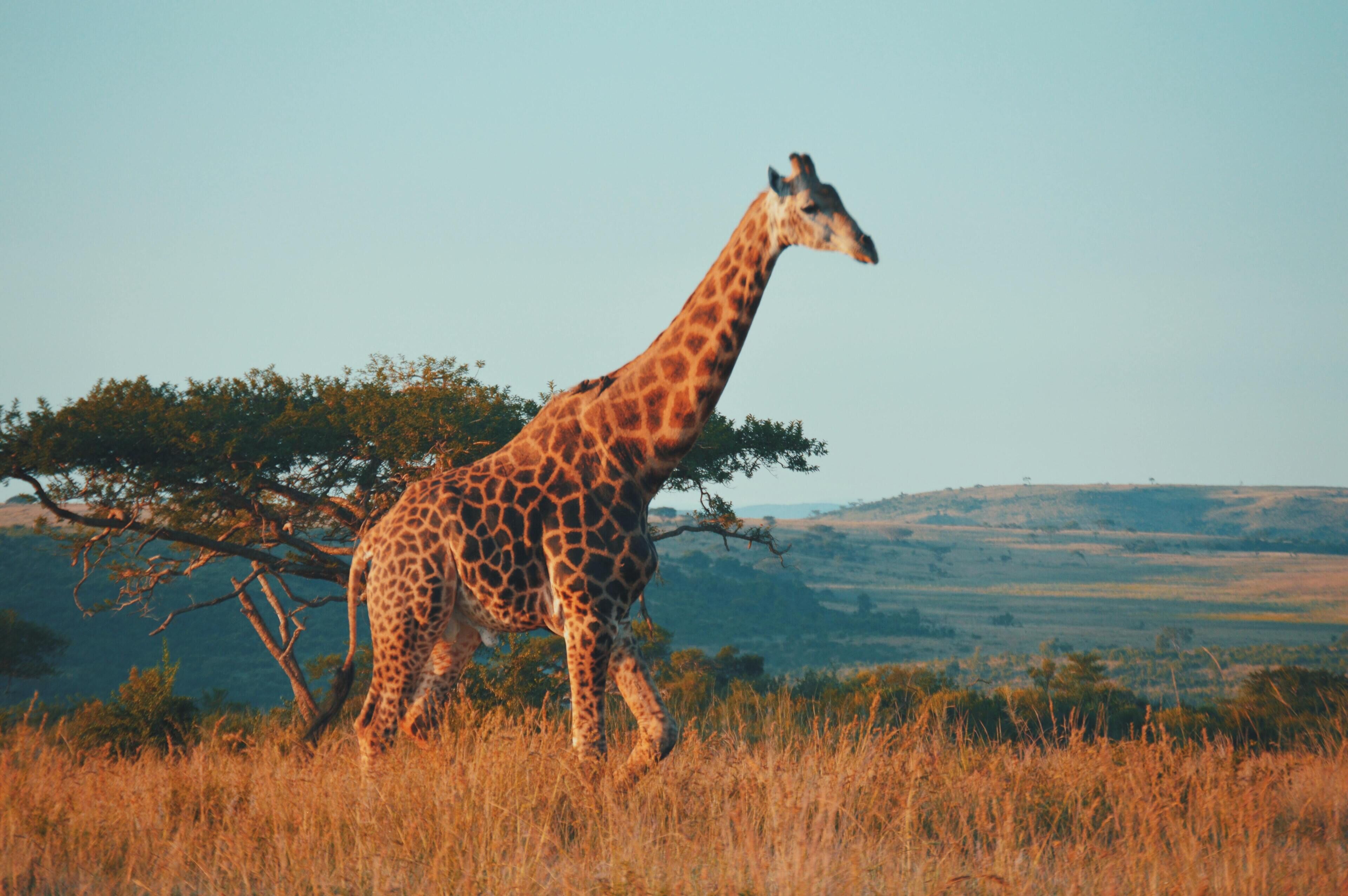 A giraffe walking in a grassy field with trees and hills in the background.
