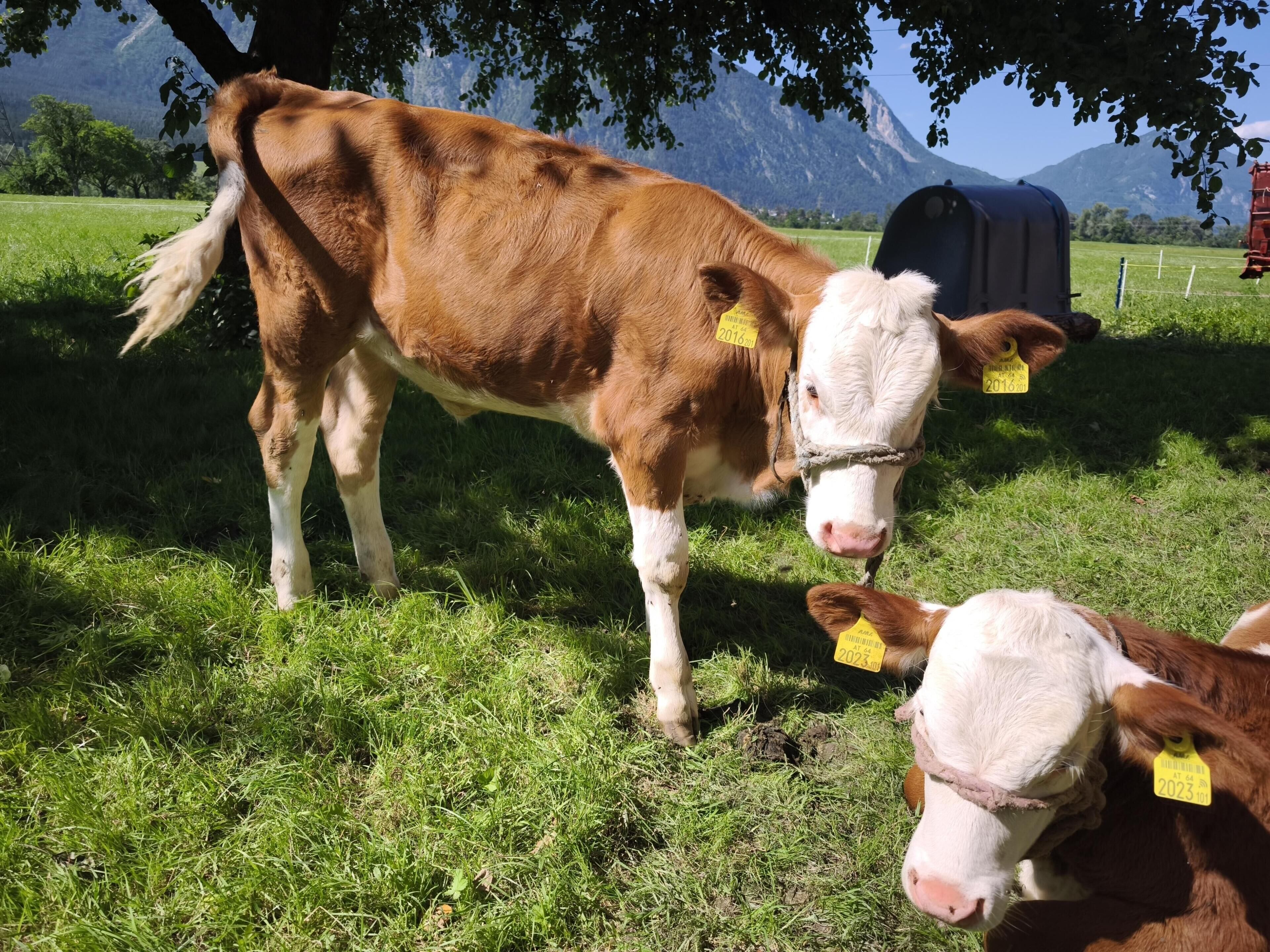 En ko med et gult mærke i en græsmark med bjerge i baggrunden.