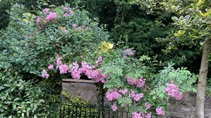 A garden with pink flowering shrubs, a stone wall, and a metal fence. - Stylish Central House Next To Warwick Castle (Warwick)