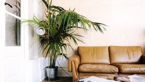 Un salon chaleureux avec un canapé en cuir, une table basse sur laquelle sont posés des livres et une grande plante en pot.