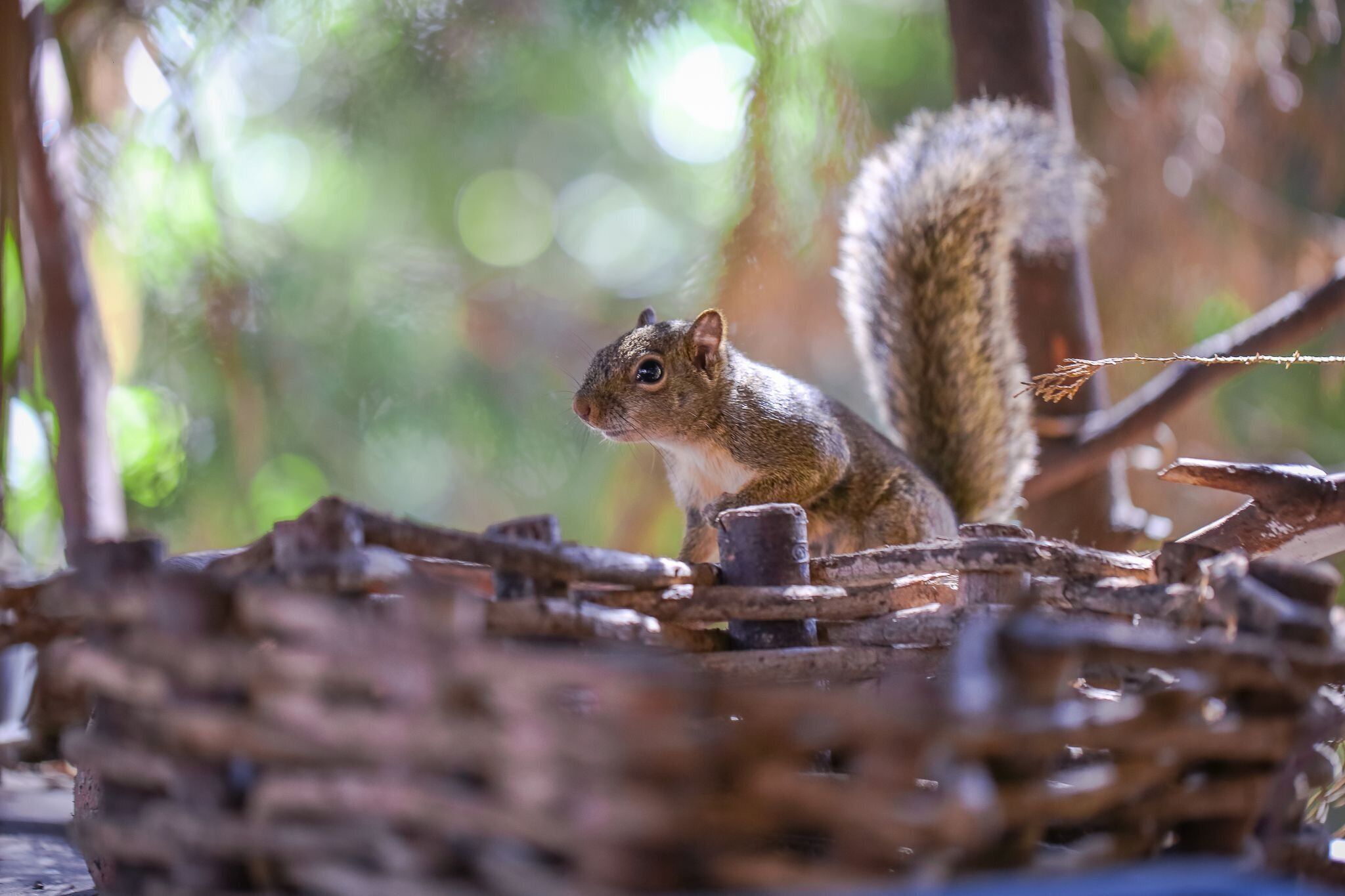 Photo - Mansão Austríaca Guesthouse