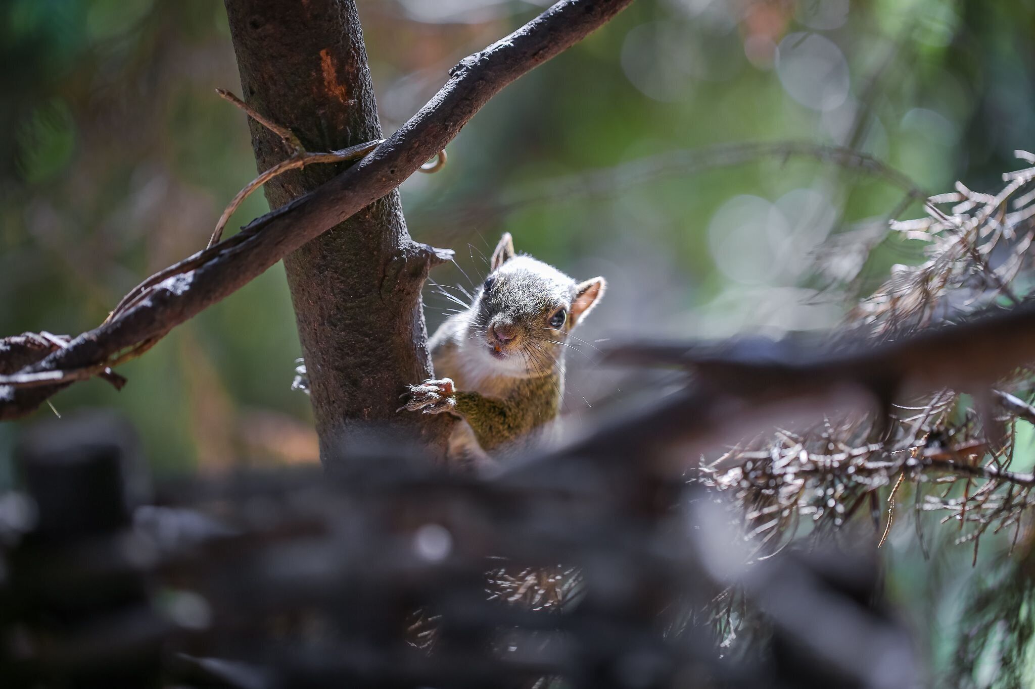 A squirrel on a tree branch in a forested area.