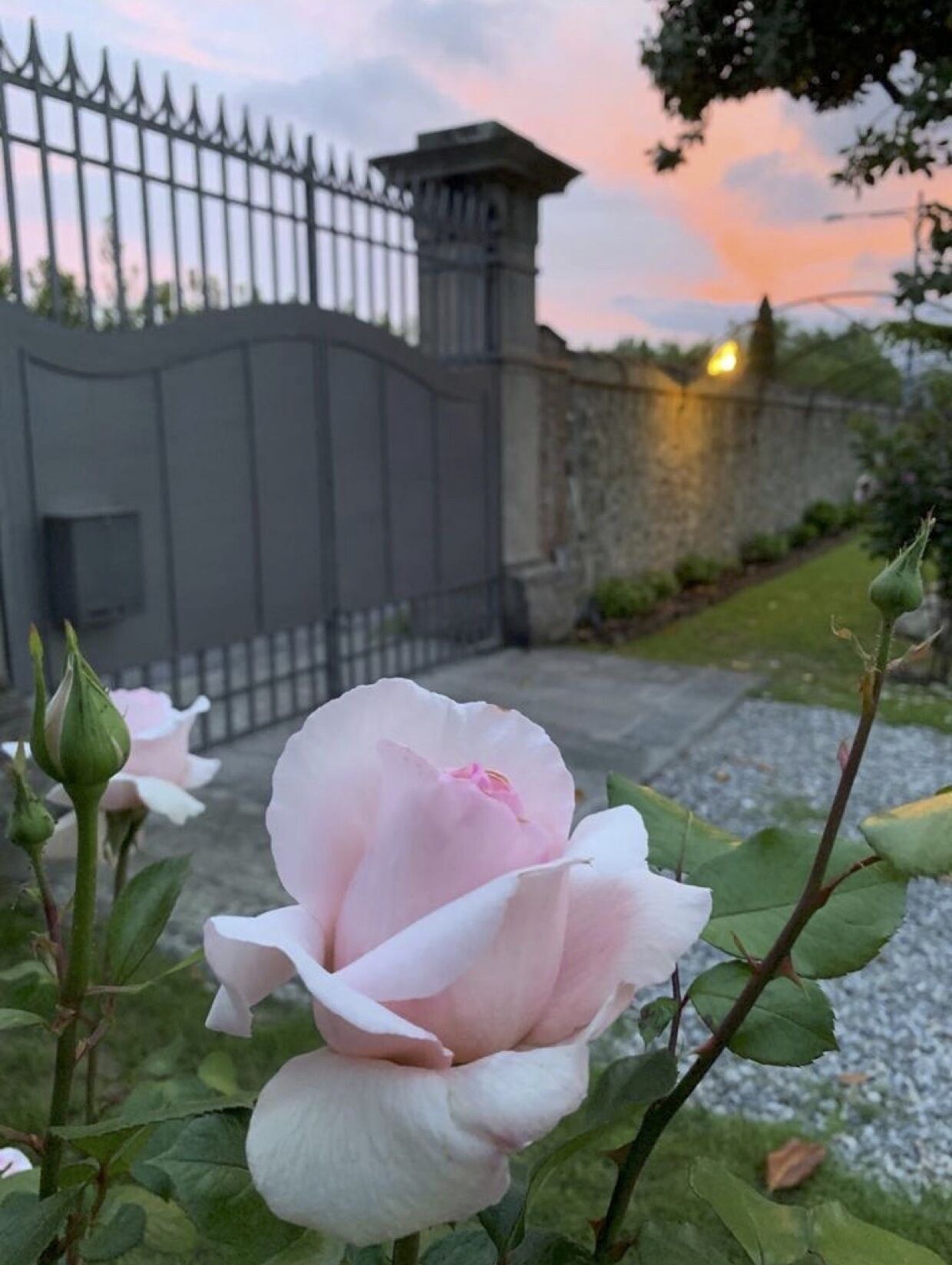 A rose in full bloom with a gated entrance in the background.