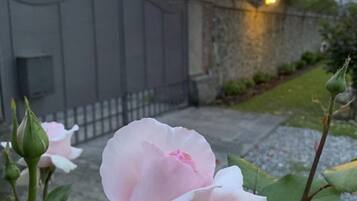 A rose in full bloom with a gated entrance in the background.