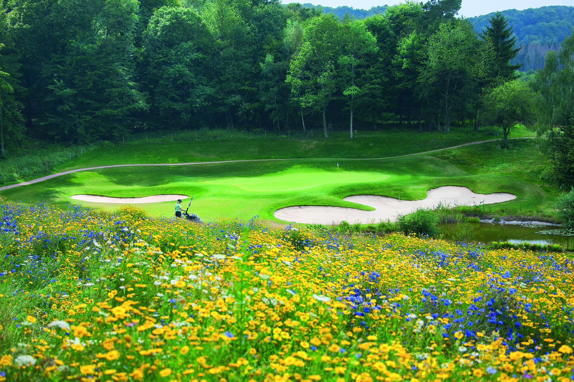 Un campo de golf con bunkers de arena y un putting green, rodeado por un campo de flores silvestres.