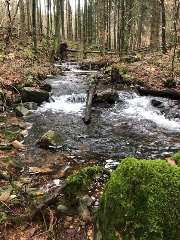A forest stream with rocks and moss.