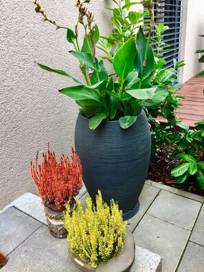 A large black pot with green foliage and two smaller pots with red and yellow plants.