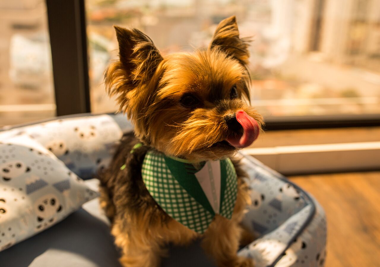 pet-friendly amenities