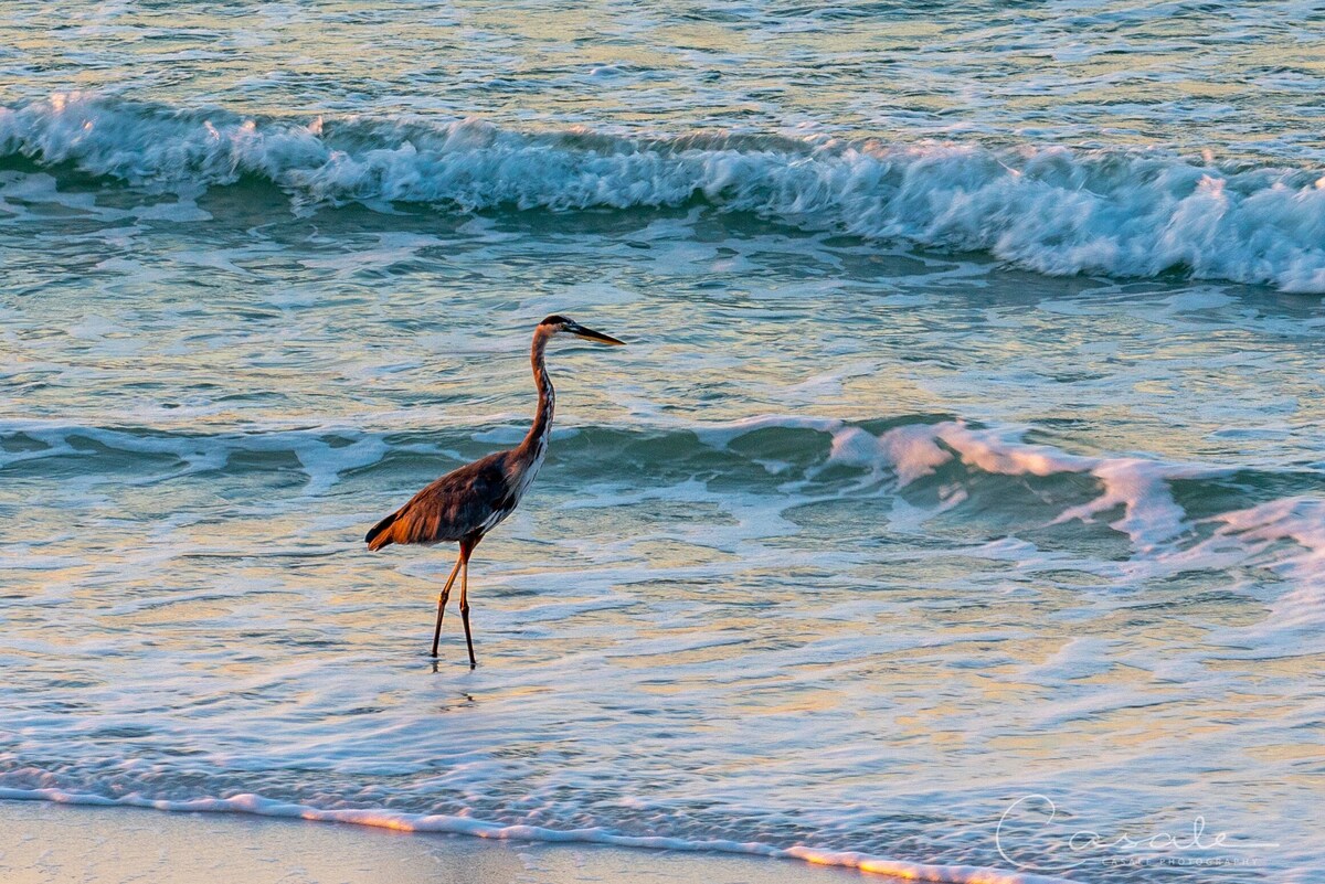 Photo 39 of Destin's Best Beach - Sandpiper Cove #9223 - "Beachwalk Section".
