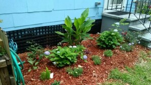 Ein Blumenbeet mit Mulch, verschiedenen Pflanzen und Blumen.