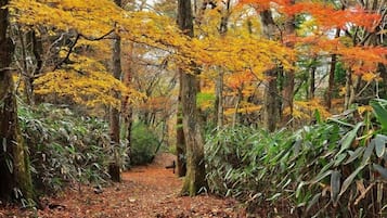 A forest path with trees displaying autumn foliage.