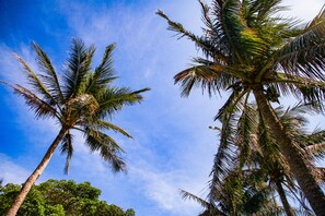 Tall palm trees against a clear blue sky.