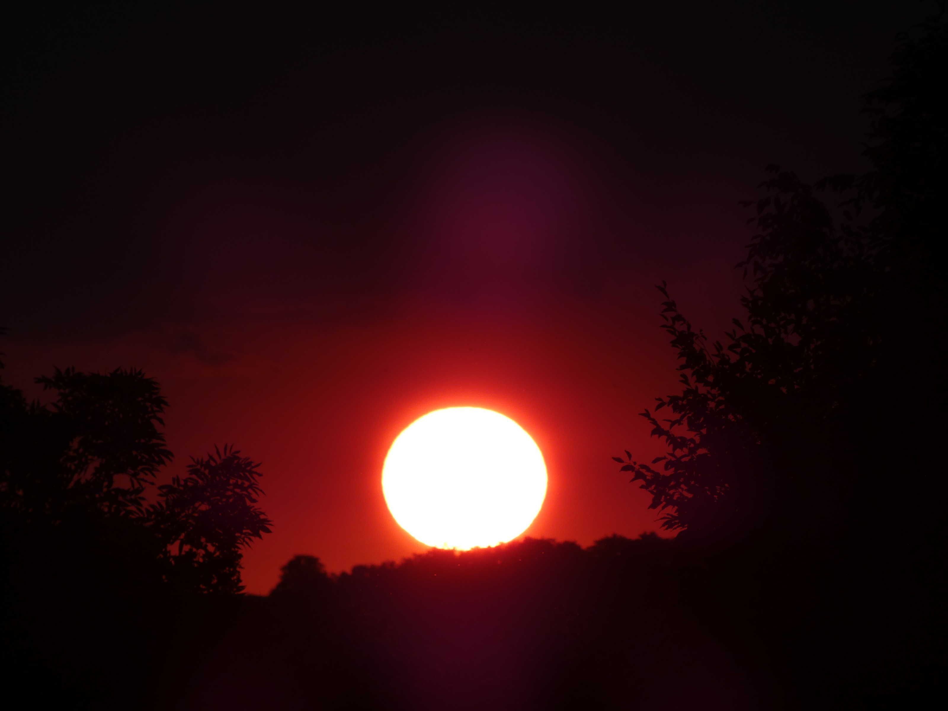 A sunset with a bright sun partially obscured by trees.