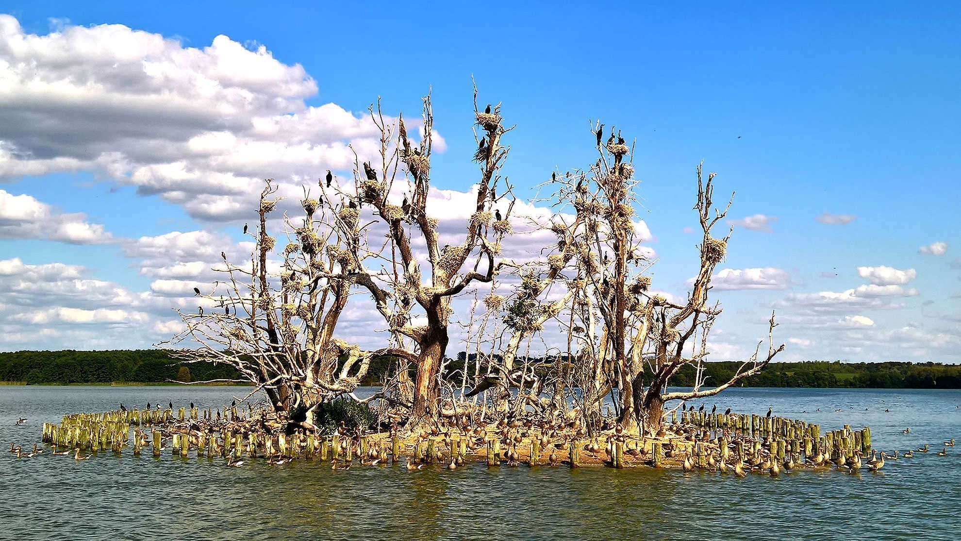 Un árbol grande y sin hojas con varios nidos en sus ramas, rodeado de agua y una orilla lejana.