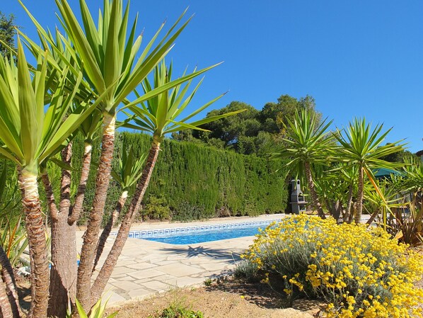 A pool area with palm trees and yellow flowers.