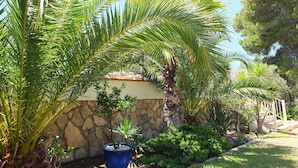 Een tuin met palmbomen, een stenen muur en een blauwe pot met een kleine boom.