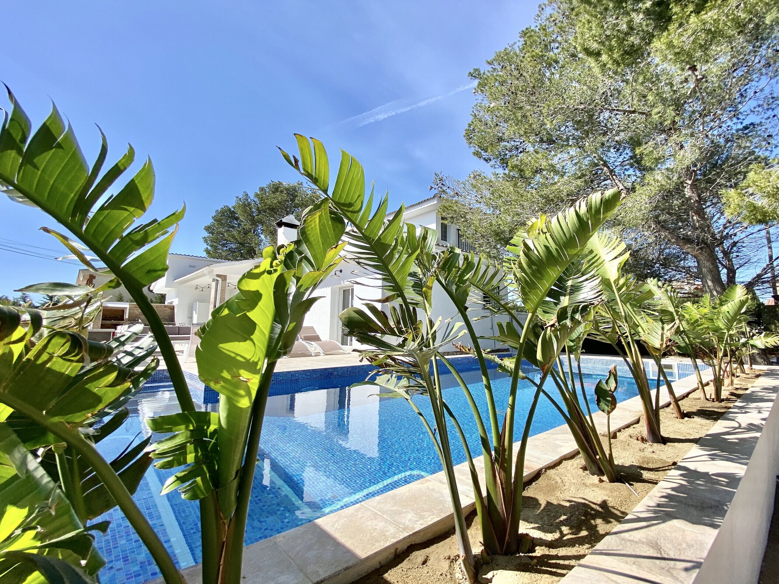 A swimming pool surrounded by tropical plants and a white building with a tiled roof.